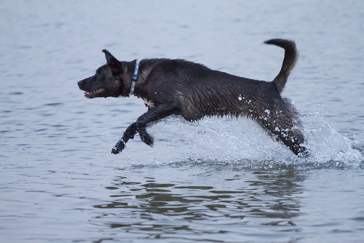 Luna spelend in de zee.
