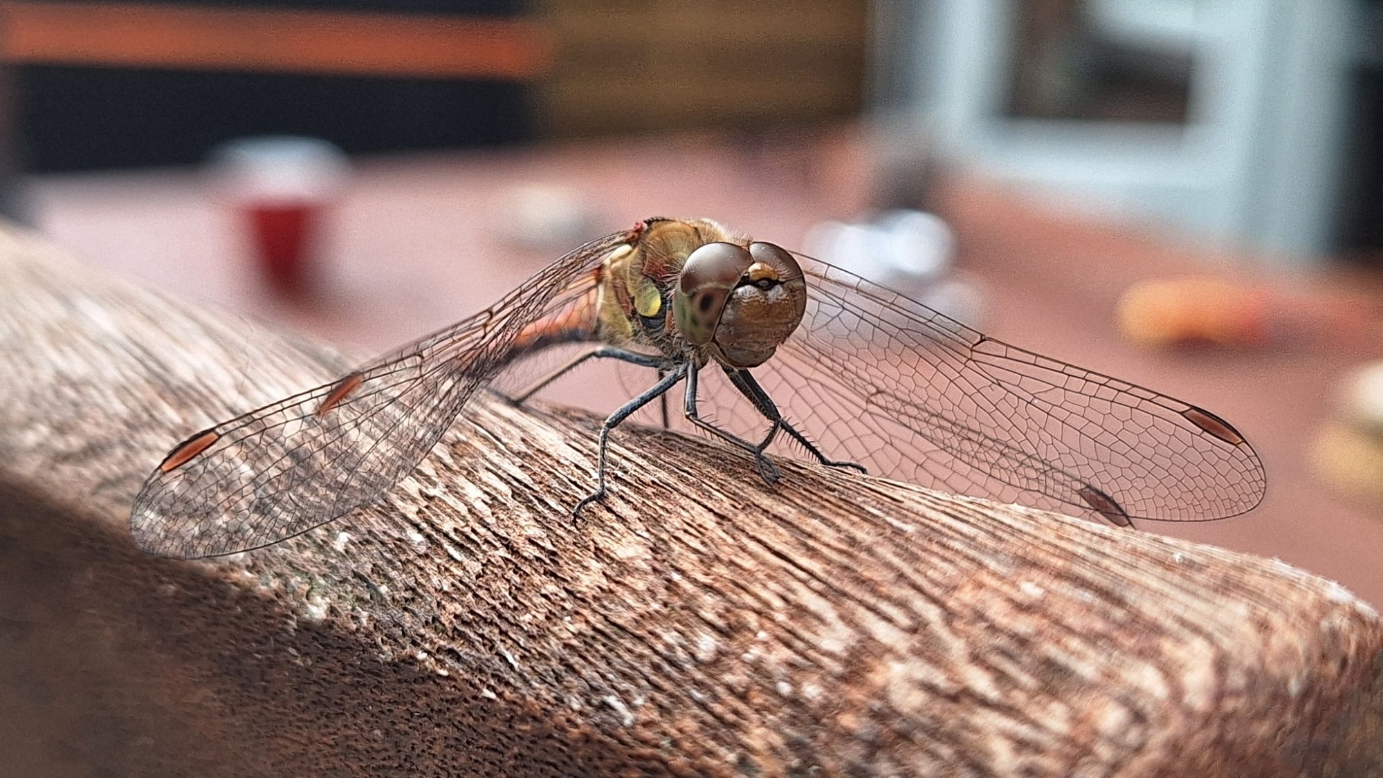 Bruinrode heidelibel op de leuning van de tuinstoel, gemaakt met de telefoon