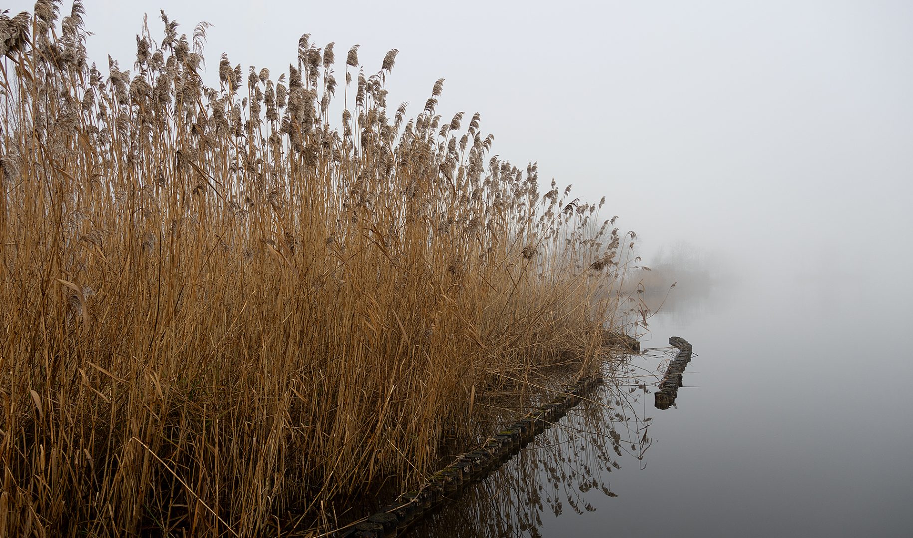 rietkraag met een mistige achtergrond, reeuwijkse plassen