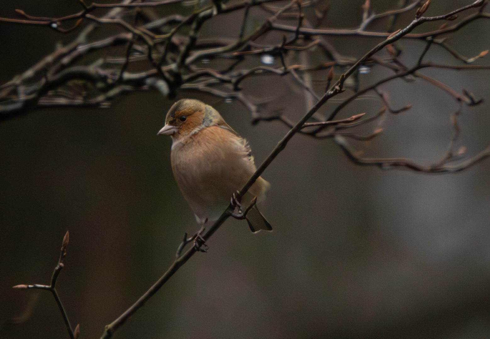 vink