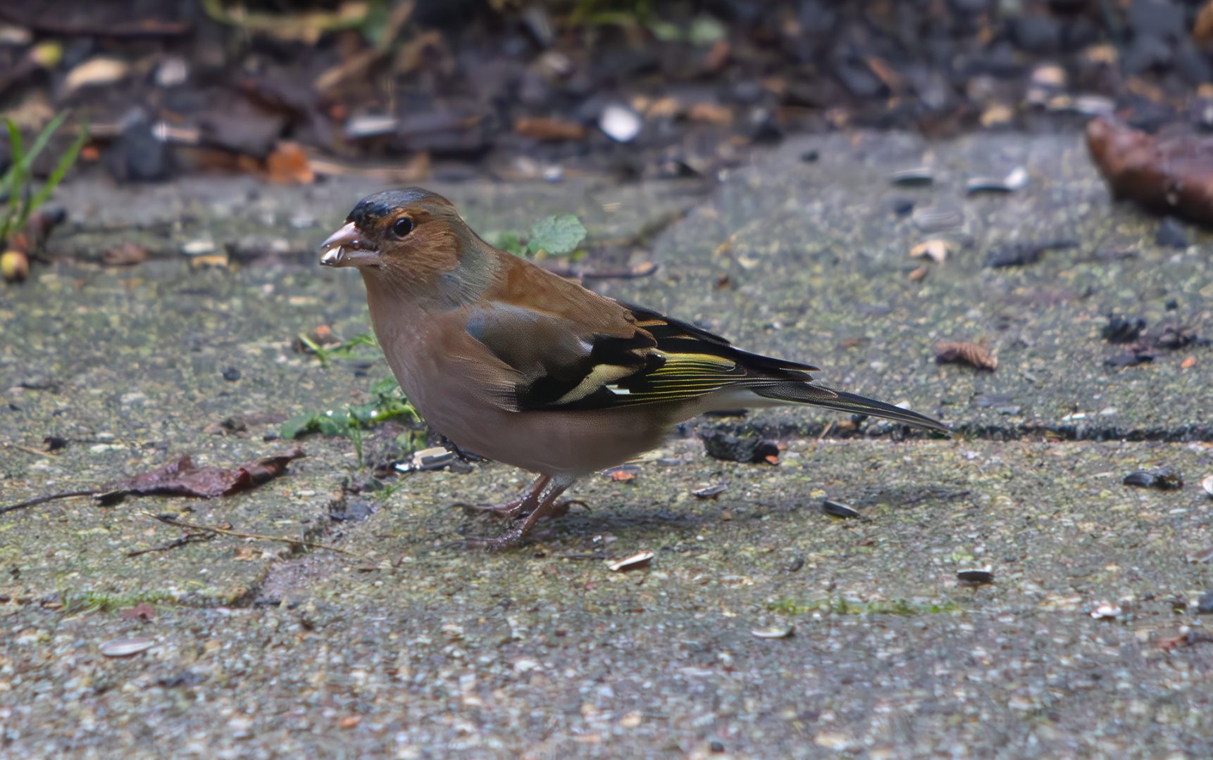 vink